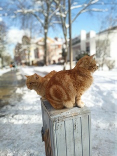 рассказ кота дракона