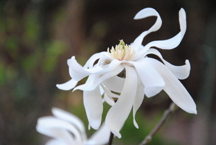 Растения из 5 зоны зимостойкости в Подмосковном саду