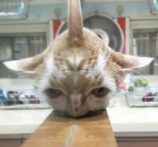 СМЕШНЫЕ КАРТИНКИ ИЗ ЖИЗНИ