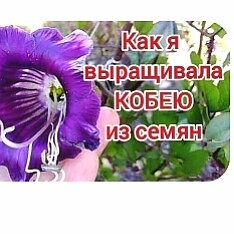 Садовые декоративные растения