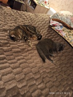 Зверьё моё😻