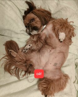 Мои собачки 