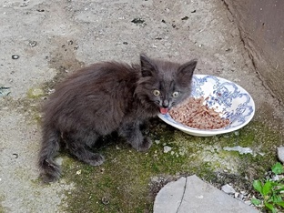 Котёнок Дымка