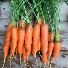 Выращивание моркови