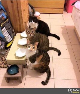 Про котиков