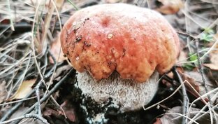 Статьи про грибы