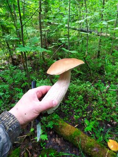 Грибы и лес.