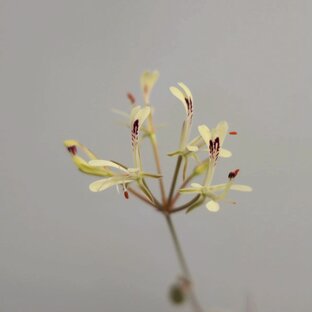 Пеларгонии (Pelargonium)