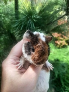 ❤🐹Морские Свинки | BUNDLE of JOY