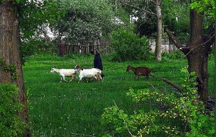 Время желаний