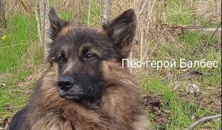 Герои СВО: бойцы и братья наши меньшие 
