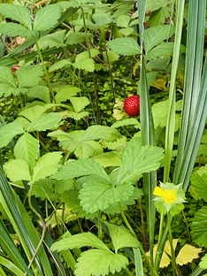 Самооценка