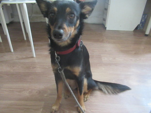 Ка ратер майоркин Ася