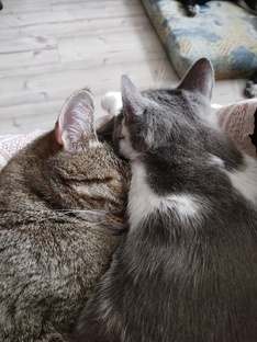 Мои домашние животные🐶🐱🐭