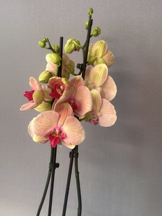 Азбука орхидейного здоровья 