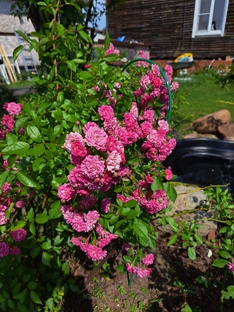 Любимая деревня: куры, посадки и не только 