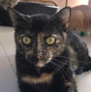 МОИ ПУШИСТИКИ.