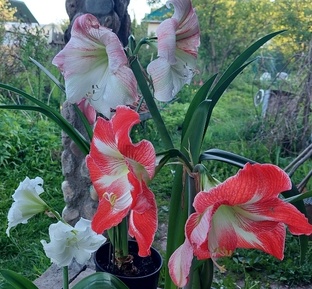 Гиппеаструм (амарилис)