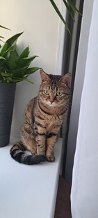 Тигруля любимая кошка