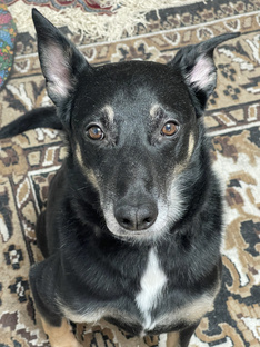 Цитаты Рокки