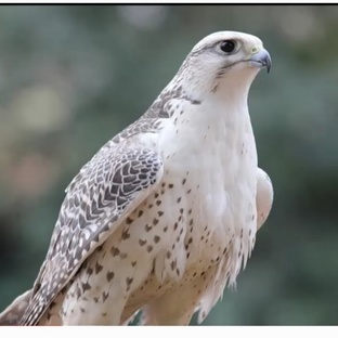 Кречет: сокол императоров и господин неба