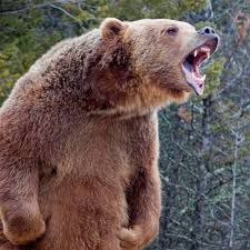 Животные Северной Америки