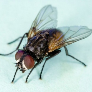 Мухи: не просто надоеды — гении выживания