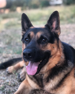 Немецкая овчарка Арчи