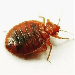 Клопы: от паразитов до рекордсменов природы