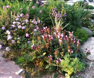 Календарь цветов 2024 год