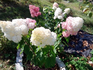 Сад. День за днём.