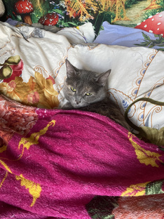 Мои сны 😴 