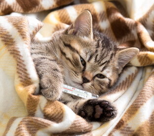 Частые болезни кошек