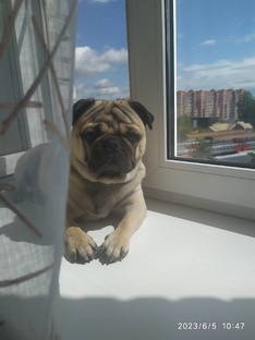 Тимоха. Второй годик счастливой жизни.