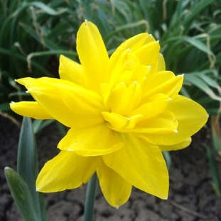 Луковичные