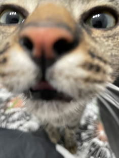 Животные - лучшие друзья человека