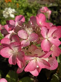 Мой сад- огород