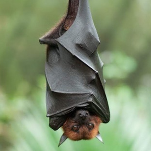 Летучая собака: правда о гигантских летучих мышах