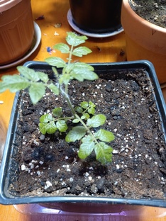 Зимний огород 2024-2025