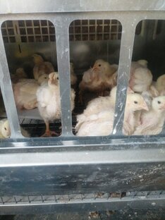 Цыплята, всё для вас! 