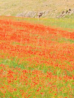 Путешествия