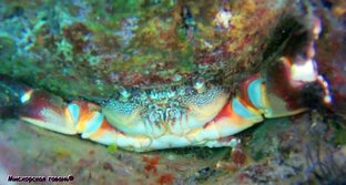 Подводное плавание, дайвинг, сноркелинг