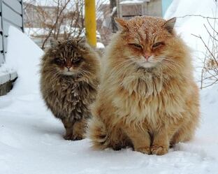 Животные