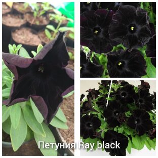 Цветочные дела