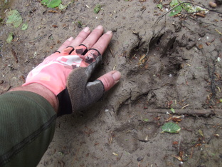 Млекопитающие