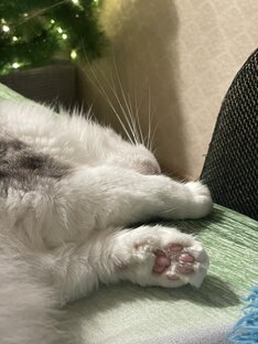 Жизнь с пушистиком🐈