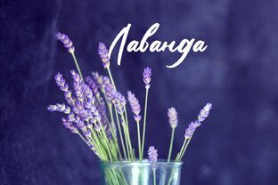 Выращиваю лаванду