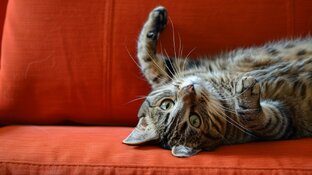 Что мне рассказывает моя кошка
