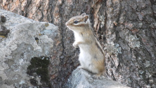Занимательная биология