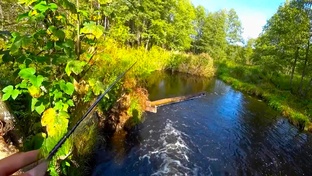 Подводный мир пресноводной рыбы.